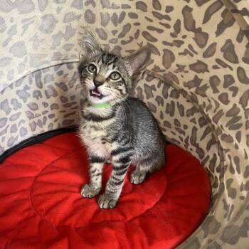 Peanut -  Domestic Short Hair Cat for Adoption in Houston, Texas - Peanut | PetCurious