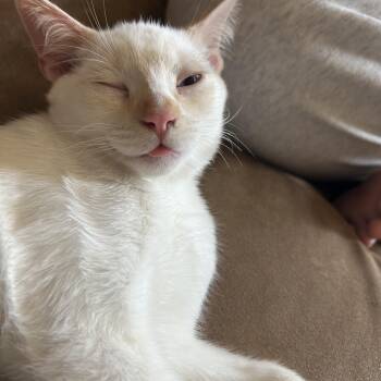 Burt -  Siamese Cat for Adoption in Springfield, Oregon - Burt | PetCurious