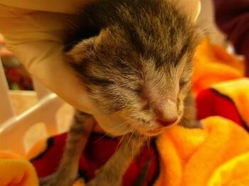 A379888 -  Domestic Short Hair Cat for Adoption in Ocala, Florida - A379888 | PetCurious