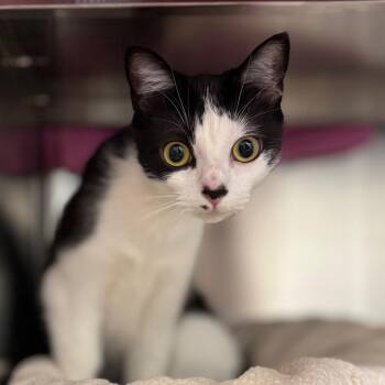 Fleur -  Domestic Short Hair Cat for Adoption in Nashville, Indiana - Fleur | PetCurious
