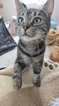 Domestic Short Hair Cats Available for Adoption in Denver, Colorado - Nell | PetCurious