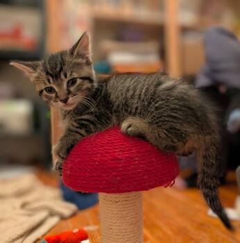 Domestic Short Hair and Tabby Cats Available for Adoption in Livonia, Michigan - C321 Litter Elmer | PetCurious