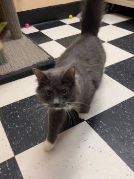 Berlin -  Domestic Long Hair Cat for Adoption in Wetaskiwin, Alberta - Berlin | PetCurious