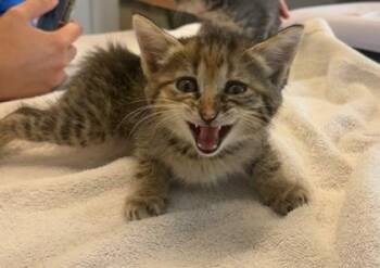 Tuna (E73) -  Domestic Short Hair Cat for Adoption in Lafayette, Indiana - Tuna (E73) | PetCurious