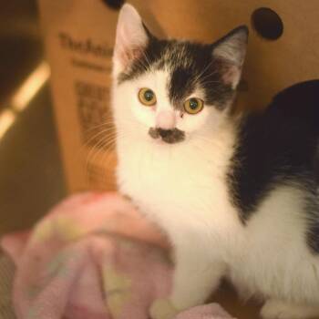 Vidia -  Domestic Short Hair Cat for Adoption in Belleville, Illinois - Vidia | PetCurious