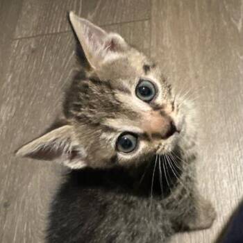 England (UK) -  Domestic Short Hair Cat for Adoption in Charlotte, North Carolina - England (UK) | PetCurious