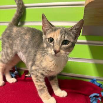 Barbie -  Domestic Short Hair Cat for Adoption - Barbie | PetCurious