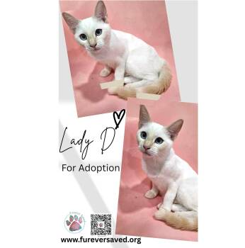 Rescue Domestic Short Hair Cats for Adoption in Miami, Florida - Lady D. | PetCurious