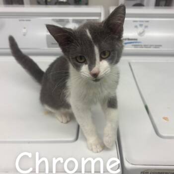 Chrome -  Domestic Short Hair Cat for Adoption in Buffalo, Minnesota - Chrome | PetCurious