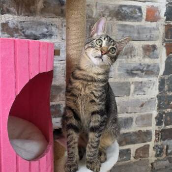 Ena -  Tabby Cat for Adoption in New Orleans, Louisiana - Ena | PetCurious