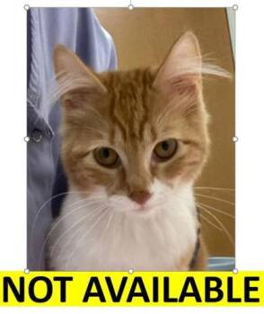 Rescue Domestic Medium Hair and Domestic Short Hair Cats for Adoption in Eugene, Oregon - Milky Way | PetCurious