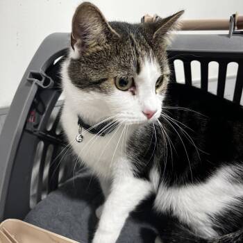 Domestic Short Hair Cats Available for Adoption - Laya | PetCurious