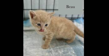 Beau -  Domestic Short Hair Cat for Adoption in Chalfont, Pennsylvania - Beau | PetCurious
