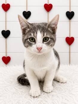 Van Halen -  Domestic Short Hair Cat for Adoption in Corpus Christi, Texas - Van Halen | PetCurious