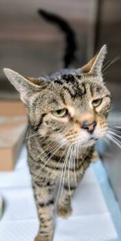 Rescue Domestic Short Hair Cats for Adoption in Cincinnati, Ohio - Herb | PetCurious