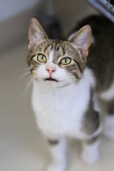 Domestic Short Hair Cats Available for Adoption in Webster, Wisconsin - Juan | PetCurious