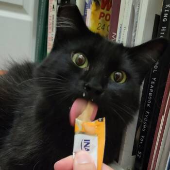 Bebe -  Domestic Long Hair Cat for Adoption in Los Angeles, California - Bebe | PetCurious