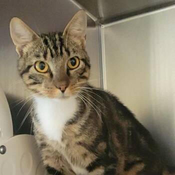 Mews -  Domestic Short Hair Cat for Adoption in Columbia, Illinois - Mews | PetCurious