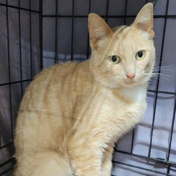 Buff Tom -  Domestic Short Hair Cat for Adoption in Traverse City, Michigan - Buff Tom | PetCurious