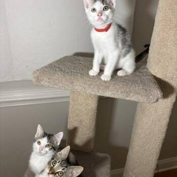 Snook -  Tabby and Domestic Short Hair Cat for Adoption in Knoxville, Tennessee - Snook | PetCurious