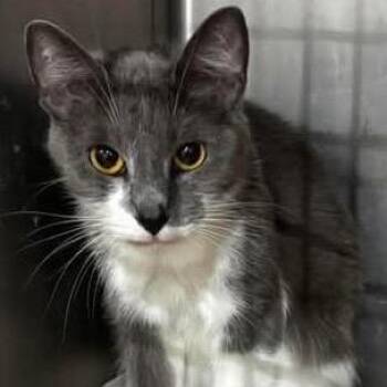 Miss chamomile -  Domestic Short Hair Cat for Adoption in Inwood, West Virginia - Miss Chamomile | PetCurious