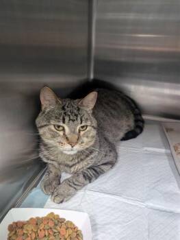 KEN -  Domestic Short Hair Cat for Adoption in Westminster, Maryland - KEN | PetCurious