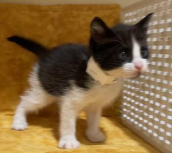 Domestic Short Hair Cats Available for Adoption - DONUT | PetCurious