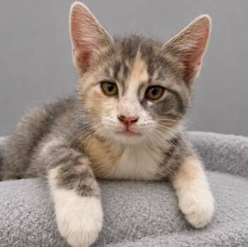 Nevaeh -  Dilute Calico and Tabby Cat Available for Adoption in Andover, Minnesota - Nevaeh | PetCurious