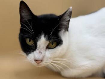 Louie-Louie -  Domestic Short Hair Cat for Adoption in Portland, Oregon - Louie-Louie | PetCurious