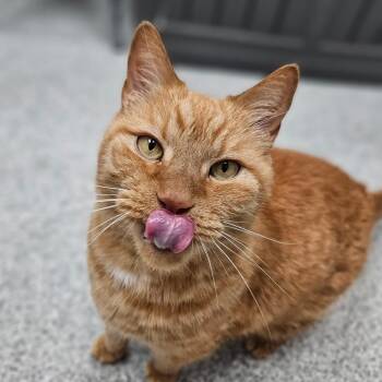 Leo -  Domestic Short Hair Cat for Adoption in Monticello, Iowa - Leo | PetCurious