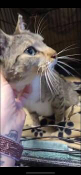 Rescue Domestic Short Hair Cats for Adoption in West Lawn, Pennsylvania - Nola | PetCurious