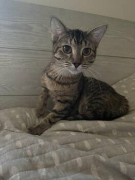 Lucy -  Domestic Short Hair Cat for Adoption in Lincoln, Nebraska - Lucy | PetCurious