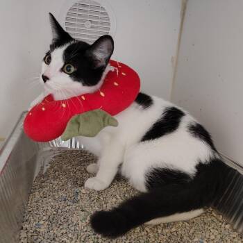 Winston -  Domestic Short Hair Cat for Adoption in Dearborn, Michigan - Winston | PetCurious