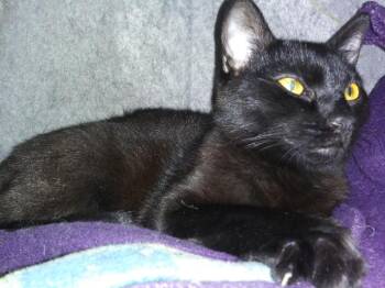 Rescue Domestic Short Hair Cats for Adoption in Libby, Montana - Jig | PetCurious