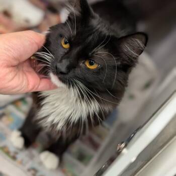 Nancy -  Domestic Medium Hair Cat for Adoption in Pittsburgh, Pennsylvania - Nancy | PetCurious