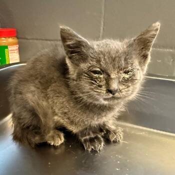 TUSC-Stray-84919 -  Domestic Short Hair Cat for Adoption in Tuscaloosa, Alabama - TUSC-Stray-84919 | PetCurious