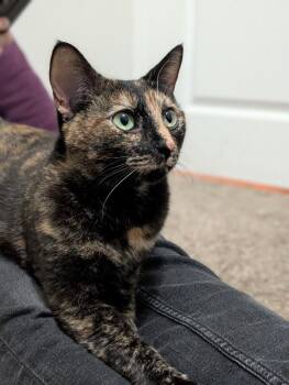 Carmen -  Domestic Short Hair Cat for Adoption in Cincinnati, Ohio - Carmen | PetCurious