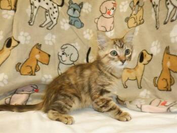 FRECKLES -  Domestic Medium Hair Cat for Adoption in San Jose, California - FRECKLES | PetCurious