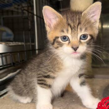 Tarot Lichens -  Domestic Short Hair Cat for Adoption in Woodstock, Virginia - Tarot Lichens | PetCurious