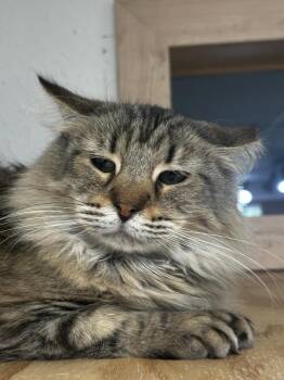 Evie Spring -  Tabby and Torbie Cat for Adoption in Chandler, Arizona - Evie Spring | PetCurious