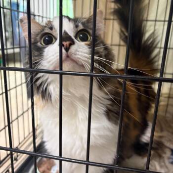 Misty -  Domestic Long Hair Cat for Adoption in Cumming, Georgia - Misty | PetCurious