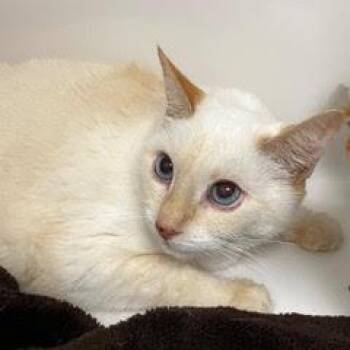 Precious -  Siamese Cat for Adoption in Green Valley, Arizona - Precious | PetCurious