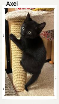 Domestic Short Hair Cats Available for Adoption in Caistor Centre, Ontario - Axel | PetCurious