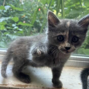 Unicorn -  Domestic Medium Hair Cat Available for Adoption in Bryan, Texas - Unicorn | PetCurious