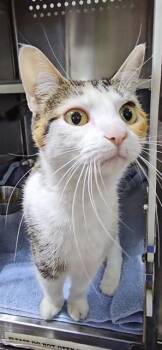 MARBLE -  Domestic Short Hair Cat for Adoption in St. Peters, Missouri - MARBLE | PetCurious