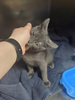 Mildred -  Domestic Short Hair Cat for Adoption in Westland, Michigan - Mildred | PetCurious