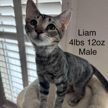 Liam -  Domestic Short Hair Cat for Adoption in Buellton, California - Liam | PetCurious
