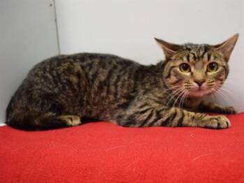 Domestic Short Hair Cats Available for Adoption in Sacramento, California - DENVER | PetCurious