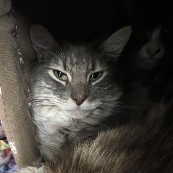 Croissant -  Domestic Medium Hair Cat for Adoption in Westhampton, New York - Croissant | PetCurious