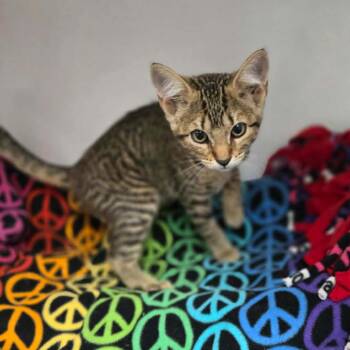 Cyndi Lauper -  Domestic Short Hair Cat for Adoption in Duncan, Oklahoma - Cyndi Lauper | PetCurious